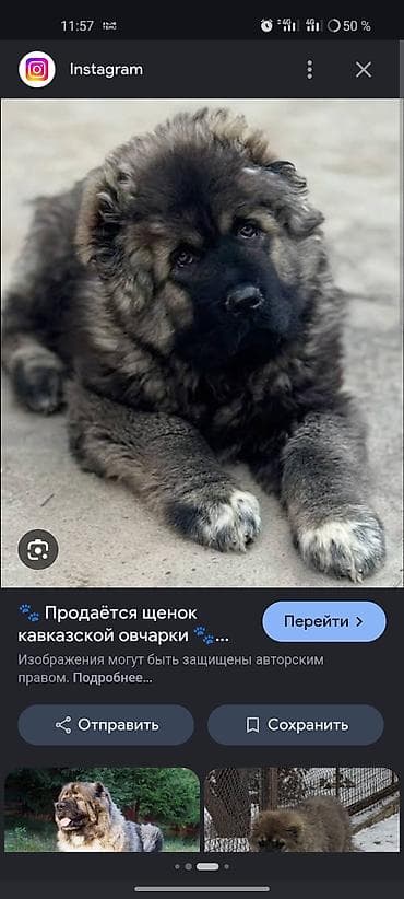 кавказская овчарка сколько стоит: Приму в даром Кавказская овчарка — мощный — 3