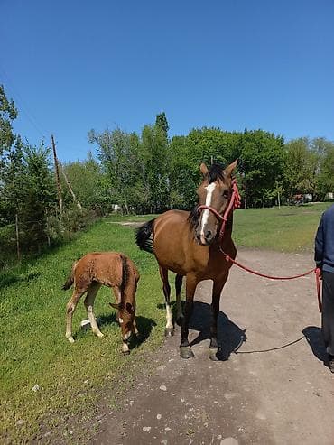 лошад тай: Продаю | Кобыла (самка) | Рабочий — 2