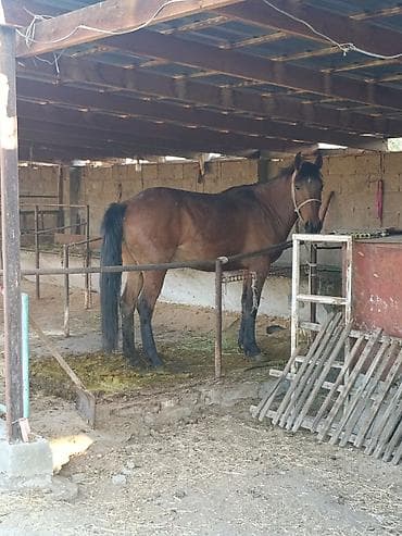 жеребенок: Продаю | Жеребенок | Рабочий | Племенные — 1