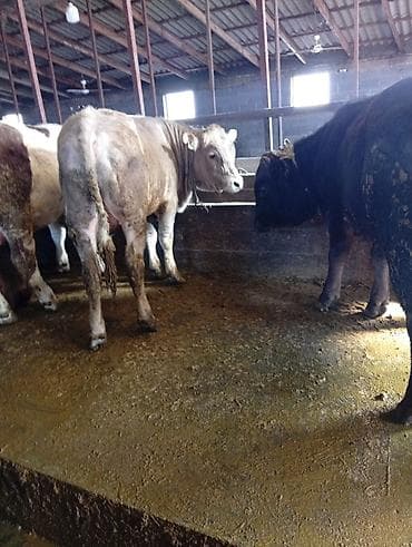 Продаю | Бык (самец) | Полукровка | На откорм | Нетель at lalafo.kg Продаю | Бык (самец) | Полукровка | На откорм | Нетель