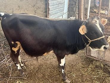 бычки в токмаке: Продаю | Бык (самец) | На откорм, На забой, Для разведения | Искусственник — 3