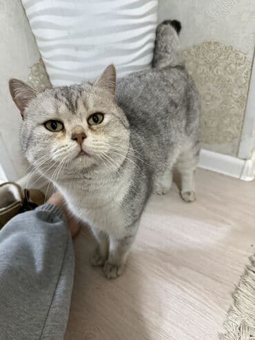 шотландская кошка прямоухая: Британская короткошёрстная, 1 год, Мальчик, Серебристая шиншилла, Приучена к лотку — 3