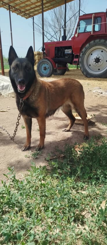 Собака породы, бельгийскую овчарку (малинуа). прошу 15.000 сомов