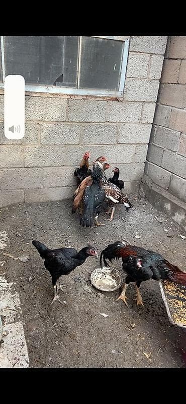 индийский бегунок купить: Продаю | Куры | Для разведения — 4