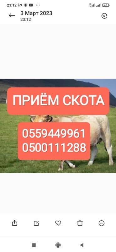 Куплю | Коровы, быки, Лошади, кони | Круглосуточно, Любое состояние, Забитый at lalafo.kg Куплю | Коровы, быки, Лошади, кони | Круглосуточно, Любое состояние, Забитый