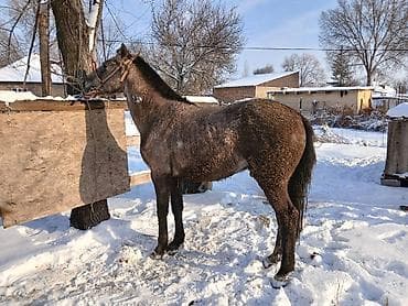 Продаю | Жеребец | Рабочий