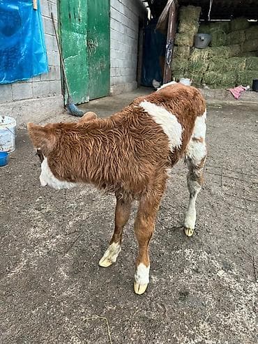 Другие животные: Продаю | Тёлка | На откорм | Племенные — 2