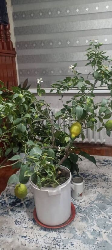 цветы ручной: Домашний лимон (цитрус в горшке) Цветущое,плодоносящое лимонное — 6