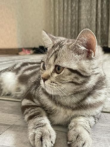 Продажа кошек: Скотиш Страйт (Шотландская прямоухая), 4 месяца, Мальчик — 3