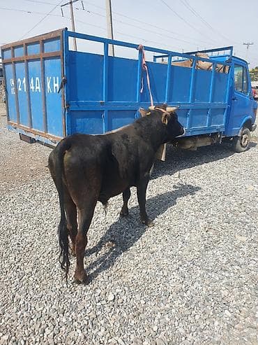 пиявка бишкек: Сатам | Бука (эркек) | Бордоп семиртүү үчүн | Байланган — 6