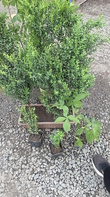 Живые декоративные кустарники в контейнерах ИЗГОРОД - Вечнозелёные