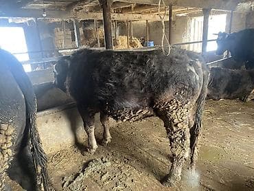 ангус ош: Продаю | Бык (самец) | Герефорд, Алатауская, Абердин-ангус | На откорм, На забой — 10