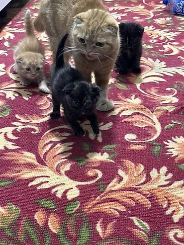 котята простые: Шотландские вислоухие котята (Scottish Fold) - Окрас: черепаховый — 2