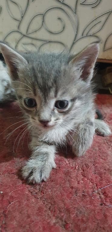 Животные: Котята, домашний помёт. 5 шт одна штука 200сом Описание: - Милые — 2