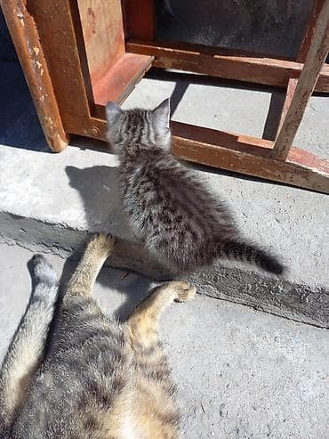 кошка домашняя: Котята домашние, активные и игривые. Описание: - Окрас: светлый — 3