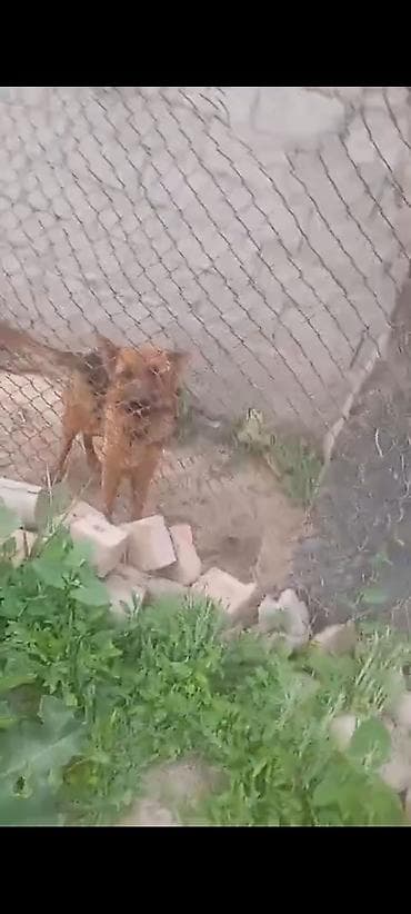 той пудель собака: Щенки от домашних собак (смесь дворняжек/метисов) Описание: - Помёт — 2