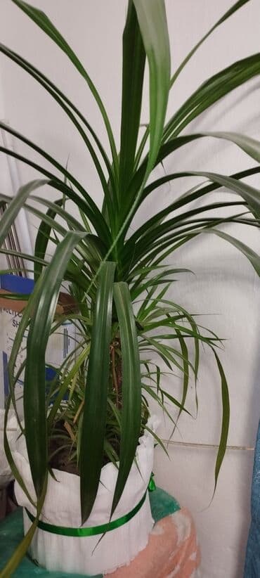 растения для аквариума: Комнатное растение: Крупный экземпляр в контейнере. Описание: - — 3