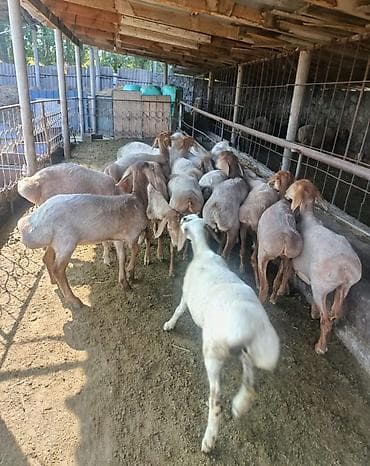продажа собак бишкек: Продаю | Овца (самка) | На забой | Ярка — 2
