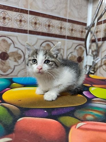 новорожденный котенок: Кошка даром: Беспородная, Мальчик — 1