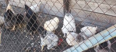 купить собаку объявления: Продаю | Куры | Несушки — 5