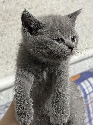 котят купить: Британцы породистые котята
Котята приучены к лотку 🌸 — 8