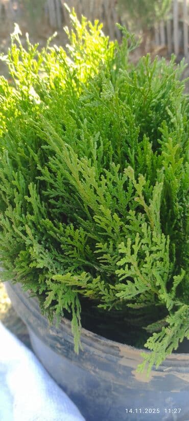 саженцы карликовых плодовых деревьев: Саженцы деревьев: Туи — 2