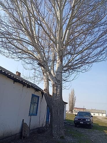 Дрова Самовывоз