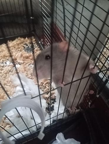 где можно купить крысу: Домашняя декоративная крыса - Окрас: серо-бежевый (агути/декоративный — 1