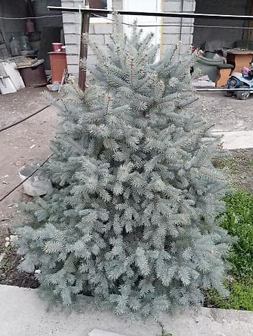 куплю лимонное дерево: Ель голубая сатылат 
рост 1.20 см 
Бишкек, Маевка — 1