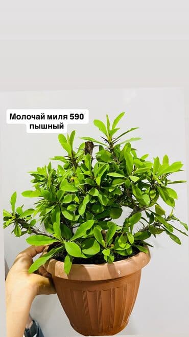 сколько стоит букет цветов в бишкеке: Излишки, состояние 10/10 От 3 цветов и выше сделаю хорошую скидку — 33