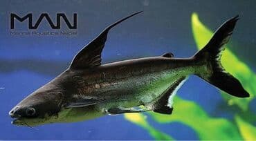 где купить аквариум с рыбками: Продаю акул ! Акция ! 1000 сом! Размер 10 см — 6