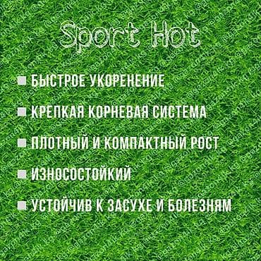 Газон: Семена газона DLF sport hot - специальный сорт газонной травы для — 2