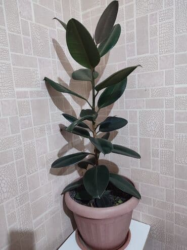 цветы бишкек комнатные: Фикус черный принц 🤴 — 1