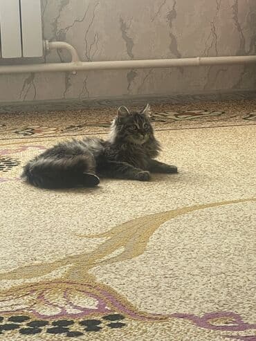 Разнорабочие Баардык мелкий жумуштарды кылабыз Каар тазаламай Короо