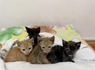 Котята, помёт из 4 малышей. - Окрас: два рыжих (кремово‑рыжий), один at lalafo.kg Котята, помёт из 4 малышей. - Окрас: два рыжих (кремово‑рыжий), один