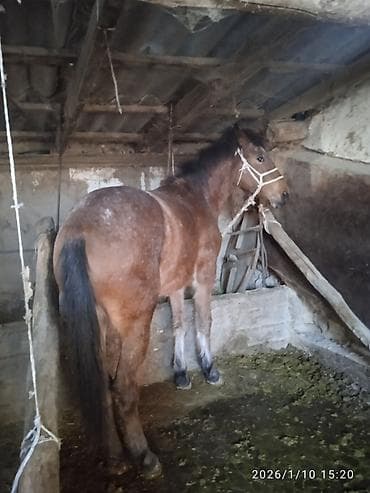 кобылу: Сатам | Бээ (ургаачы) | Жумушка — 1