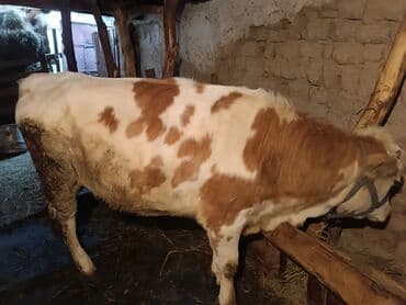 порода бычки: Продаю | Тёлка | Швицкая | Для разведения — 1