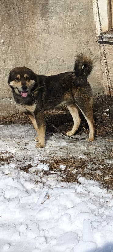 акустические системы ugreen колонка в виде собак: Кучуктор сатылат Кыргыз доботтун кучуктору сатылат Ысс-Кол областы — 1