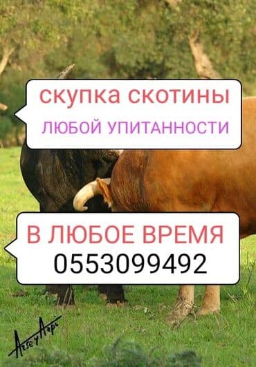 Куплю | Коровы, быки, Лошади, кони | Круглосуточно, Любое состояние, Забитый at lalafo.kg Куплю | Коровы, быки, Лошади, кони | Круглосуточно, Любое состояние, Забитый