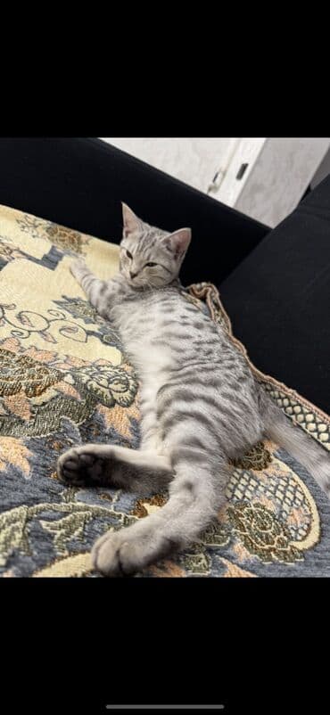 сколько стоят вислоухие коты: Котёнок с серебристо-полосатым окрасом (серебро табби). Короткая — 4