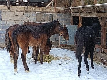 лошадь пони: Продаю | Жеребец | Для разведения — 1