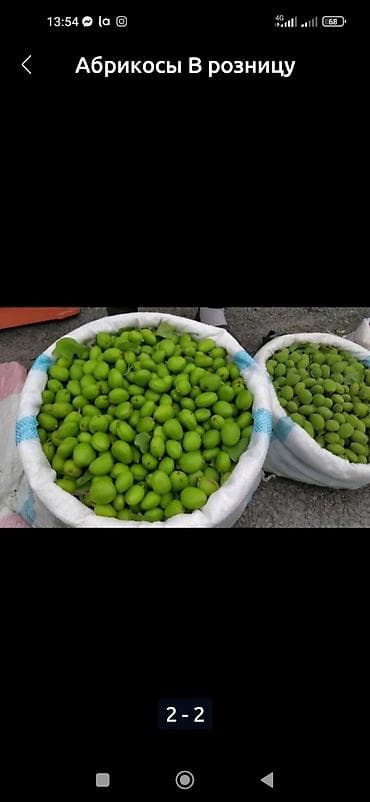яблоко карликовые: 🍑Өрүктүн көк горо( корек)) сатылат Сорт 👍 Абрикос Королевкий зеленый — 2
