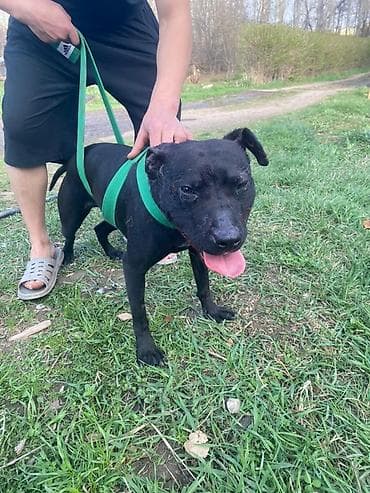 продам кошку: Питбуль, 10 месяцев, Самка, С прививкой, С родословной — 1