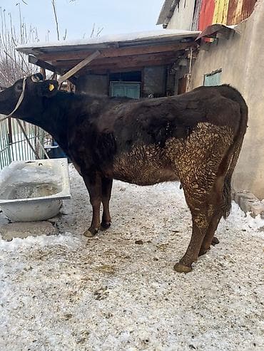 дойыный карова: Продаю | Корова (самка) | Для молока | Стельные — 2