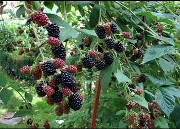 Саженцы Ежемалины ЛОХНЕСС