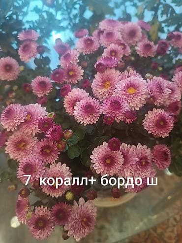 плетистые розы: Саженцы цветка: Хризантемы, Самовывоз — 9