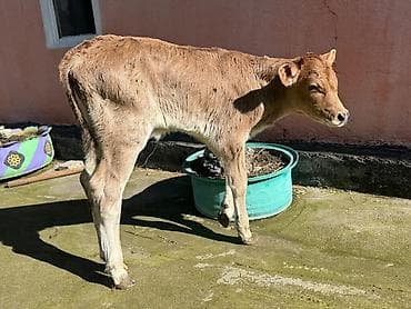 Услуги ветеринара: Продаю | Бык (самец), Музоо, торпок | Швицкая | На откорм, На забой, Для разведения | Искусственник — 1