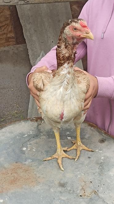 Продаю курицу