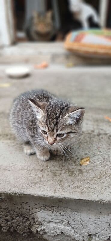 коты купить: Котята в добрые руки 5 шт возраст на фото: 2,5–3 месяца. У всех — 3