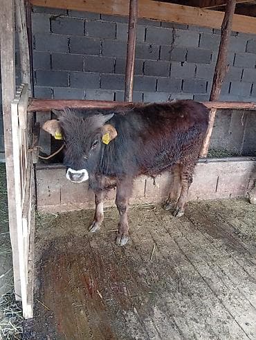 кормушки для птиц: Продаю | Корова (самка) | Для разведения | После отела — 4